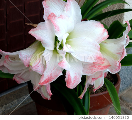 一盆重瓣朱頂紅，開著美麗的白色和淡粉色花朵。 140051820