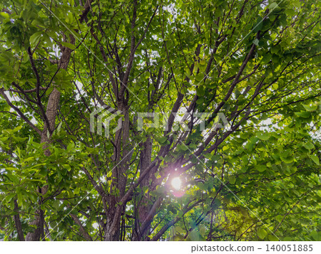 The refreshing sunlight filtering through the trees in early summer, the sun and the green of the new leaves. The refreshing sunlight filtering through the trees in early summer, the sun and the green of the new leaves. 140051885