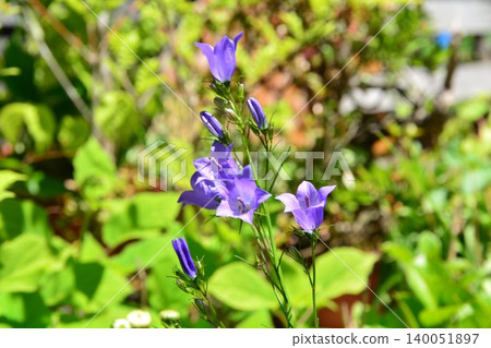 初夏盛開的風鈴草花 初夏盛開的風鈴草花 140051897
