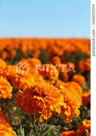 Marigold Hill Marigold Hill 140052054