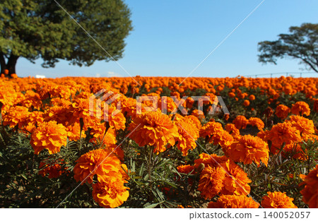 Marigold Hill Marigold Hill 140052057