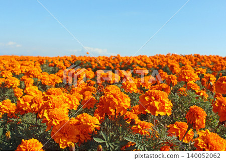 Marigold Hill Marigold Hill 140052062