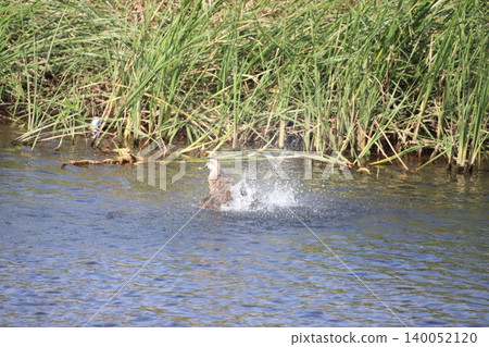 Spot-billed ducks bathing Spot-billed ducks bathing 140052120