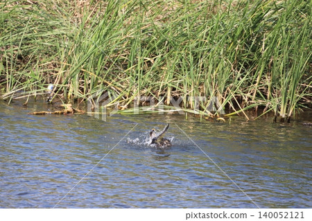 Spot-billed ducks bathing Spot-billed ducks bathing 140052121
