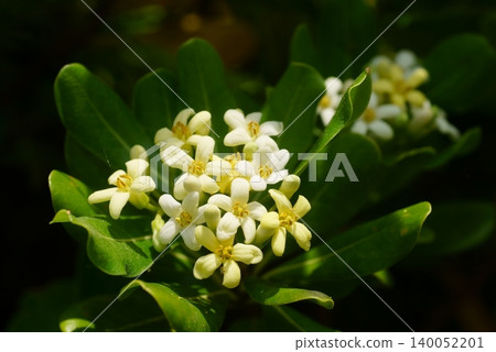 Towella flowers Towella flowers 140052201