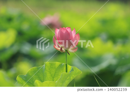 蓮花2887 蓮花2887 140052239