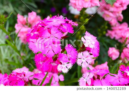 粉紅色石竹花 粉紅色石竹花 140052289
