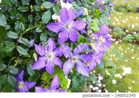 Purple clematis flowers Purple clematis flowers 140052340