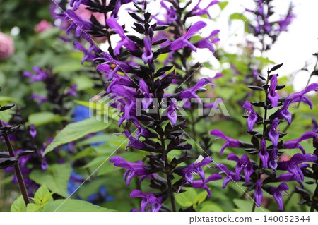 Purple Super Salvia Rock 'n' Roll Purple Super Salvia Rock 'n' Roll 140052344
