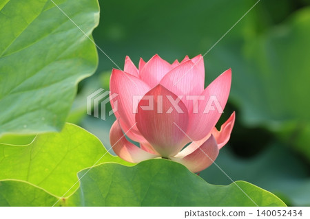 蓮花2836 蓮花2836 140052434