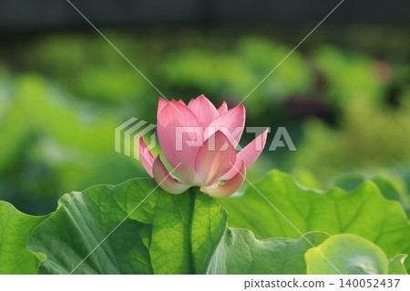 蓮花2842 蓮花2842 140052437