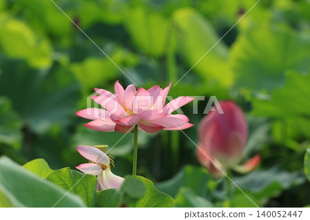 Lotus 2870 Lotus 2870 140052447