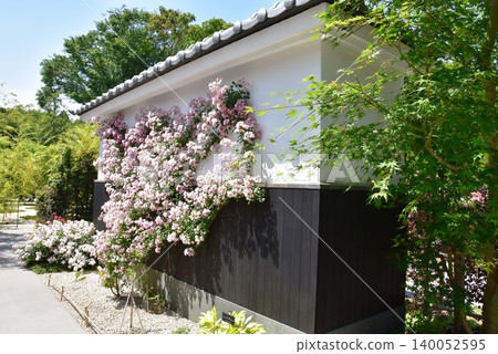 神奈川縣綾瀨市綾瀨玫瑰園:步道和盛開的玫瑰。 神奈川縣綾瀨市綾瀨玫瑰園:步道和盛開的玫瑰。 140052595
