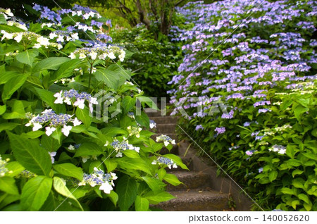 Hydrangeas at Yogenji Temple 140052620