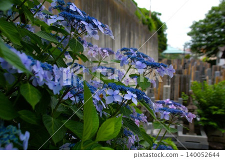 洋源寺的繡球花 洋源寺的繡球花 140052644