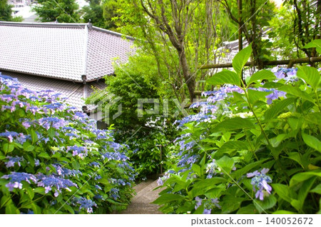 Hydrangeas at Yogenji Temple Hydrangeas at Yogenji Temple 140052672
