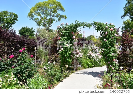 Ayase Rose Garden walking trails and roses in full bloom, Ayase City, Kanagawa Prefecture Ayase Rose Garden walking trails and roses in full bloom, Ayase City, Kanagawa Prefecture 140052705