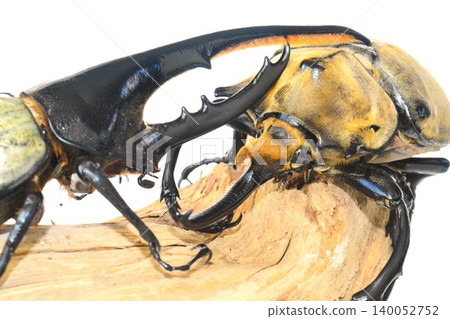 Hercules beetle VS Elephas elephant beetle battle on the tree, white background 140052752
