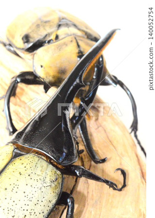 Hercules beetle VS Elephas elephant beetle battle on the tree, white background Hercules beetle VS Elephas elephant beetle battle on the tree, white background 140052754