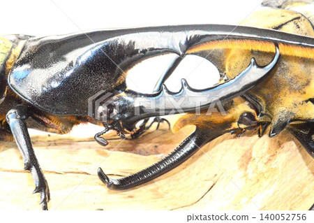 Hercules beetle VS Elephas elephant beetle battle on the tree, white background Hercules beetle VS Elephas elephant beetle battle on the tree, white background 140052756