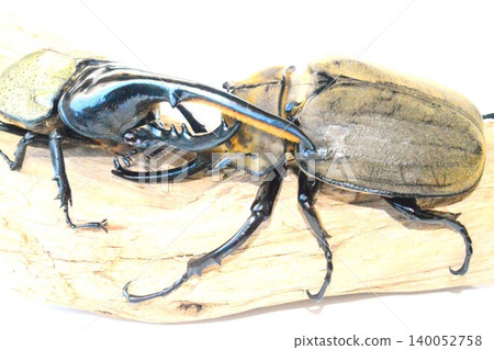 Hercules beetle VS Elephas elephant beetle battle on the tree, white background 140052758