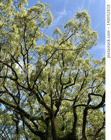 Magnificent trees with fresh green leaves spread across the blue sky 140052818