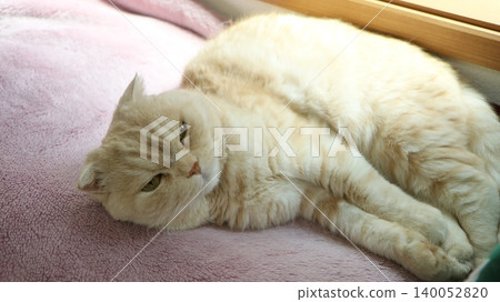 Lying cat Lying cat 140052820