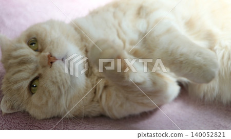 Reaching cat Reaching cat 140052821