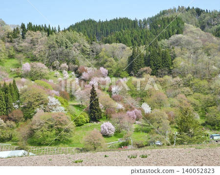 The scenery of cherry blossoms in Nitanda 140052823