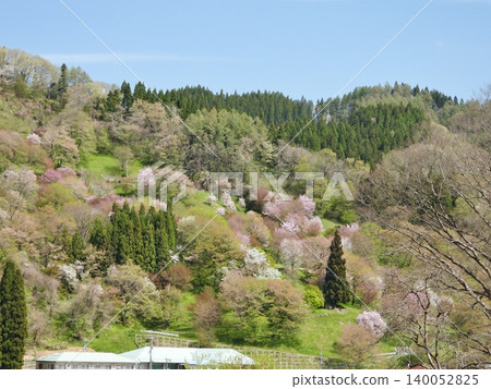 村社協會中最美的村莊,兩棵山櫻樹正值盛花期:新田村,小川村 村社協會中最美的村莊,兩棵山櫻樹正值盛花期:新田村,小川村 140052825