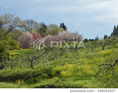 Cherry blossoms and rapeseed flowers adorn the plateau. Cherry blossoms and rapeseed flowers adorn the plateau. 140052827