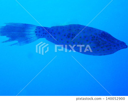 A triggerfish swimming in the waters off Izu Oshima. A triggerfish swimming in the waters off Izu Oshima. 140052900
