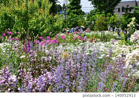 Ayase Rose Garden walking trails in Ayase City, Kanagawa Prefecture are in full bloom. 140052913
