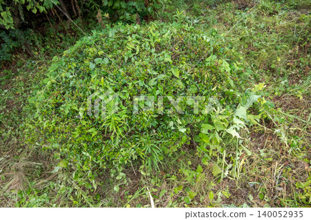 garden, yard, grass 140052935
