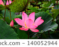 Lotus flowers in the botanical garden 140052944