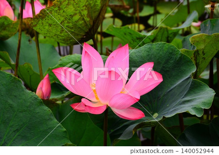 Lotus flowers in the botanical garden Lotus flowers in the botanical garden 140052944