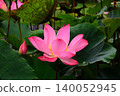 Lotus flowers in the botanical garden 140052945