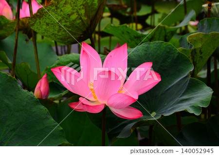 Lotus flowers in the botanical garden Lotus flowers in the botanical garden 140052945
