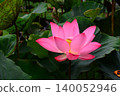 Lotus flowers in the botanical garden 140052946