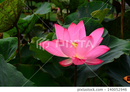 Lotus flowers in the botanical garden 140052946