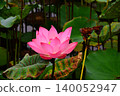 Lotus flowers in the botanical garden 140052947