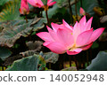 Lotus flowers in the botanical garden 140052948