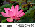 Lotus flowers in the botanical garden 140052949