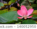 Lotus flowers in the botanical garden 140052950