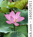 Lotus flowers in the botanical garden 140052951