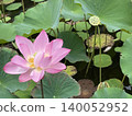 Lotus flowers in the botanical garden 140052952