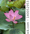 Lotus flowers in the botanical garden 140052953