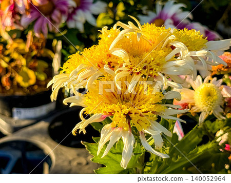 Afternoon sunlight and chrysanthemums Afternoon sunlight and chrysanthemums 140052964
