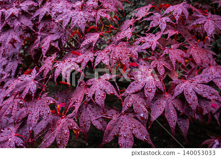 Closeup of bright color leaves maple with droplet on the branches in the autumn forest background. Copy space Closeup of bright color leaves maple with droplet on the branches in the autumn forest background. Copy space 140053033