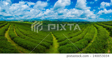 Landscape panorama view of tea plantation with cloud sky background at choui fong farm, Chiang Rai, Thailand is Top tourist destinations. Landmark of Chiang Rai Landscape panorama view of tea plantation with cloud sky background at choui fong farm, Chiang Rai, Thailand is Top tourist destinations. Landmark of Chiang Rai 140053034